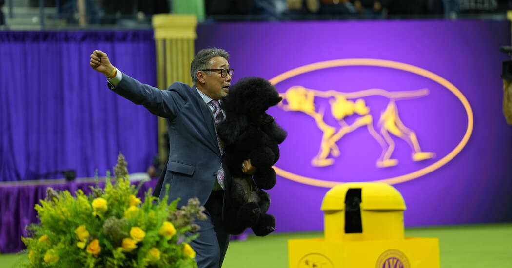 Westminster Dog Show 2024 How Sage Won Best in Show News Bulletin